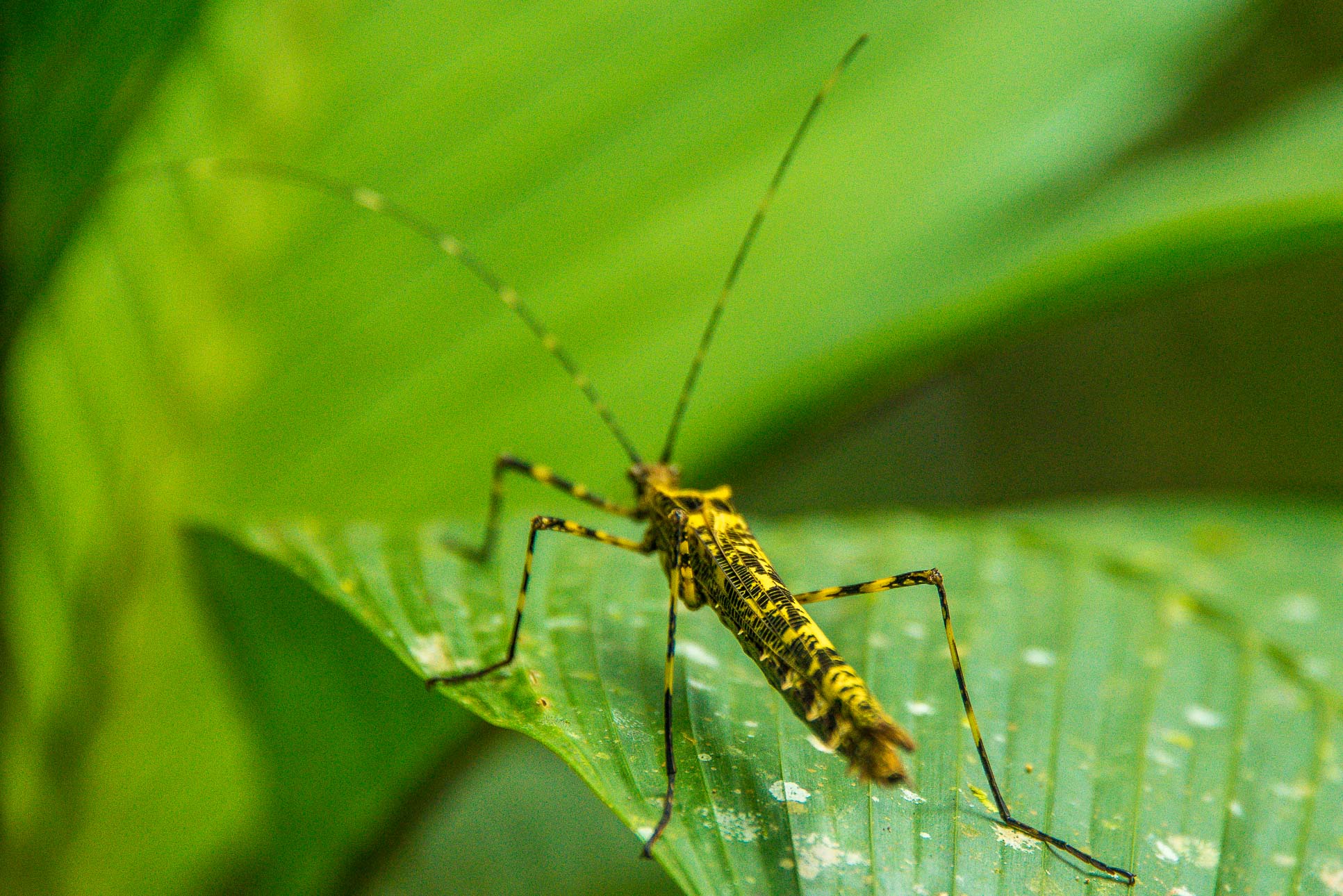 Insect Celeteste River Waterfall Tour