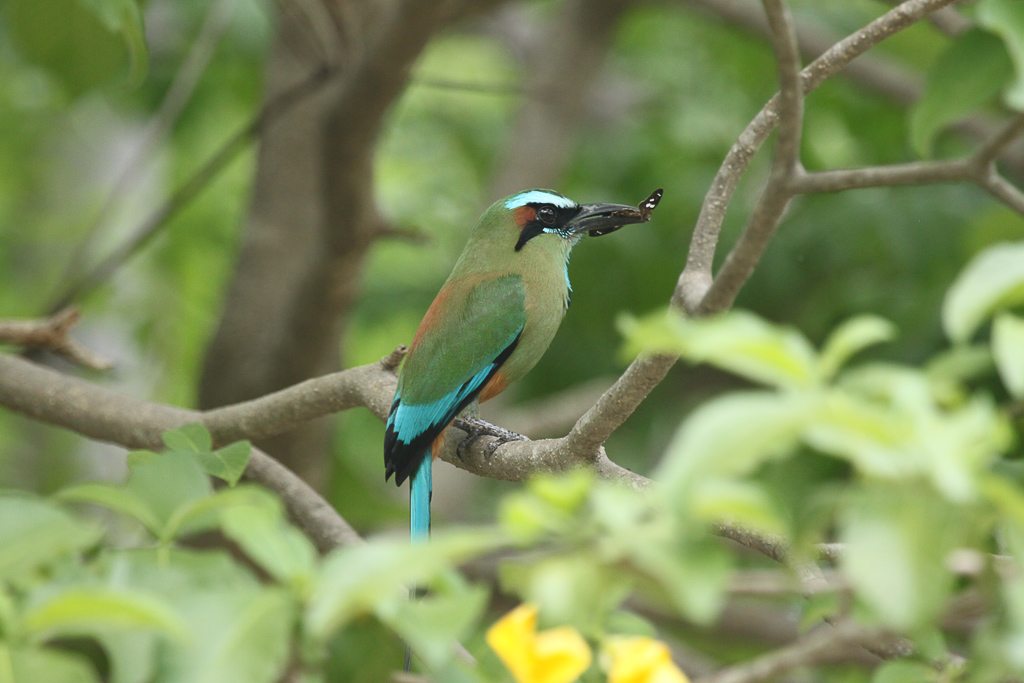 turquoise browed motmot profile 9.jpg