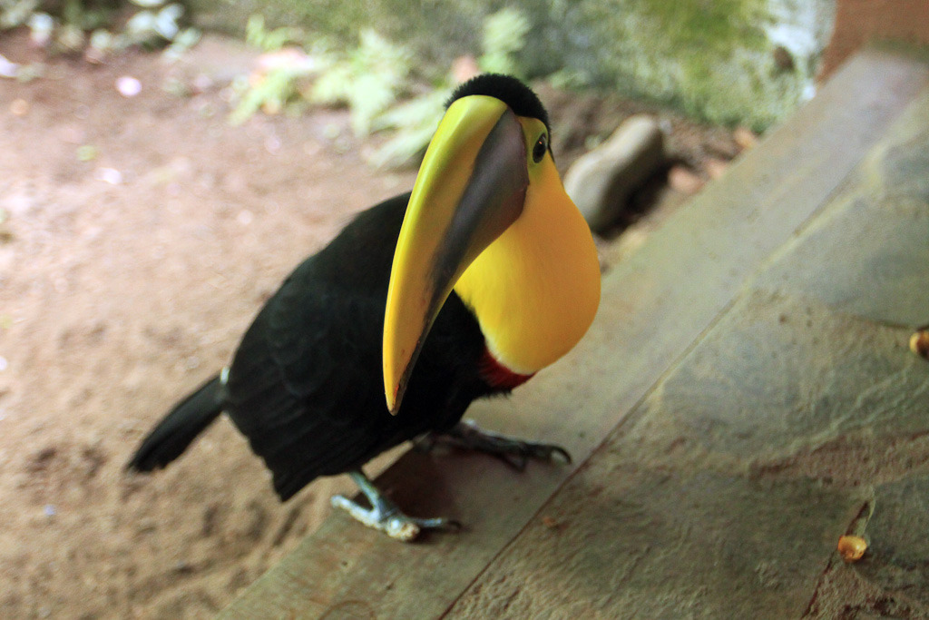 Chestnut mandible toucan at the Jaguar Rescue Center