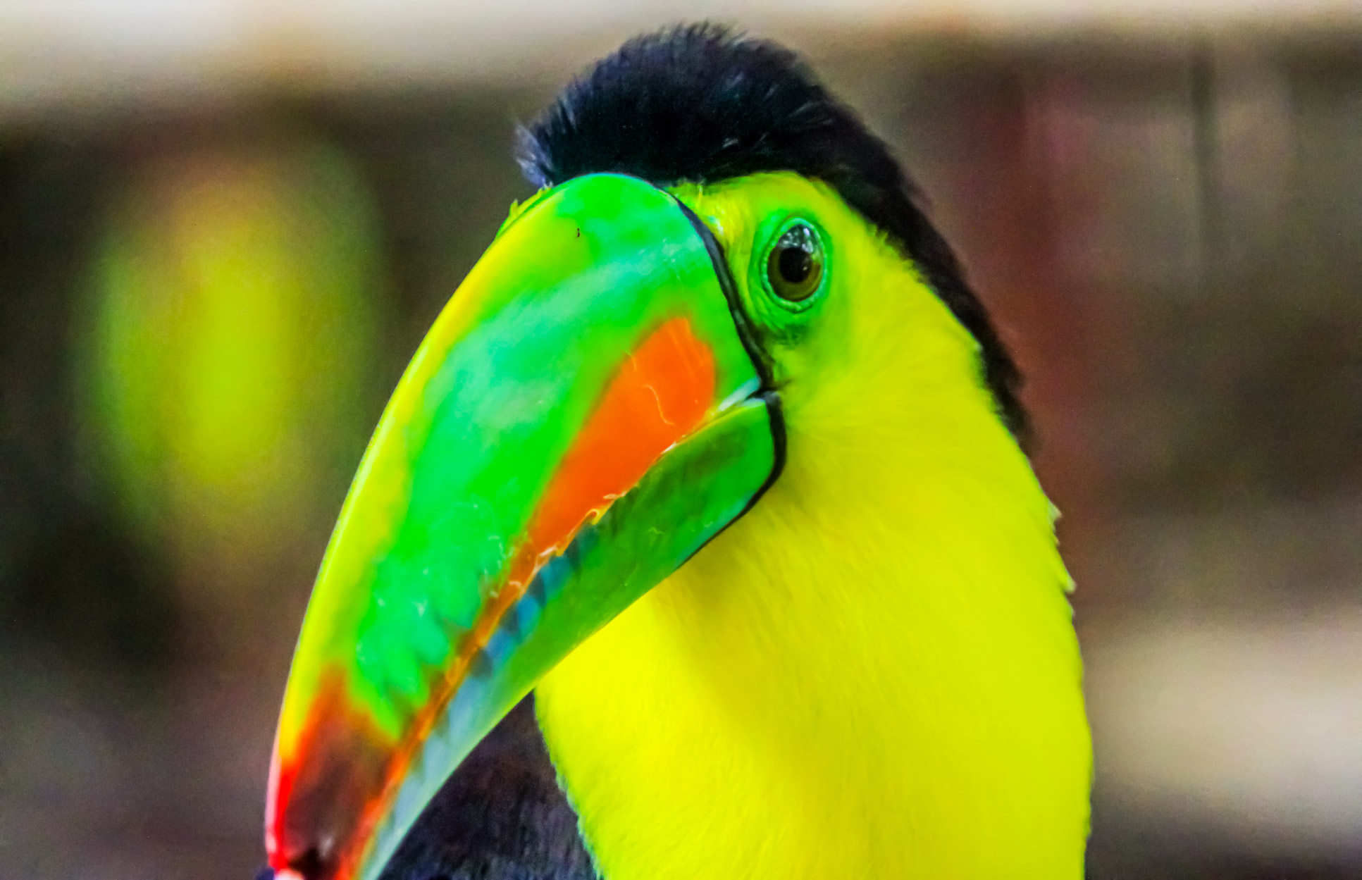 jaguar rescue center keel bill toucan 7.jpg