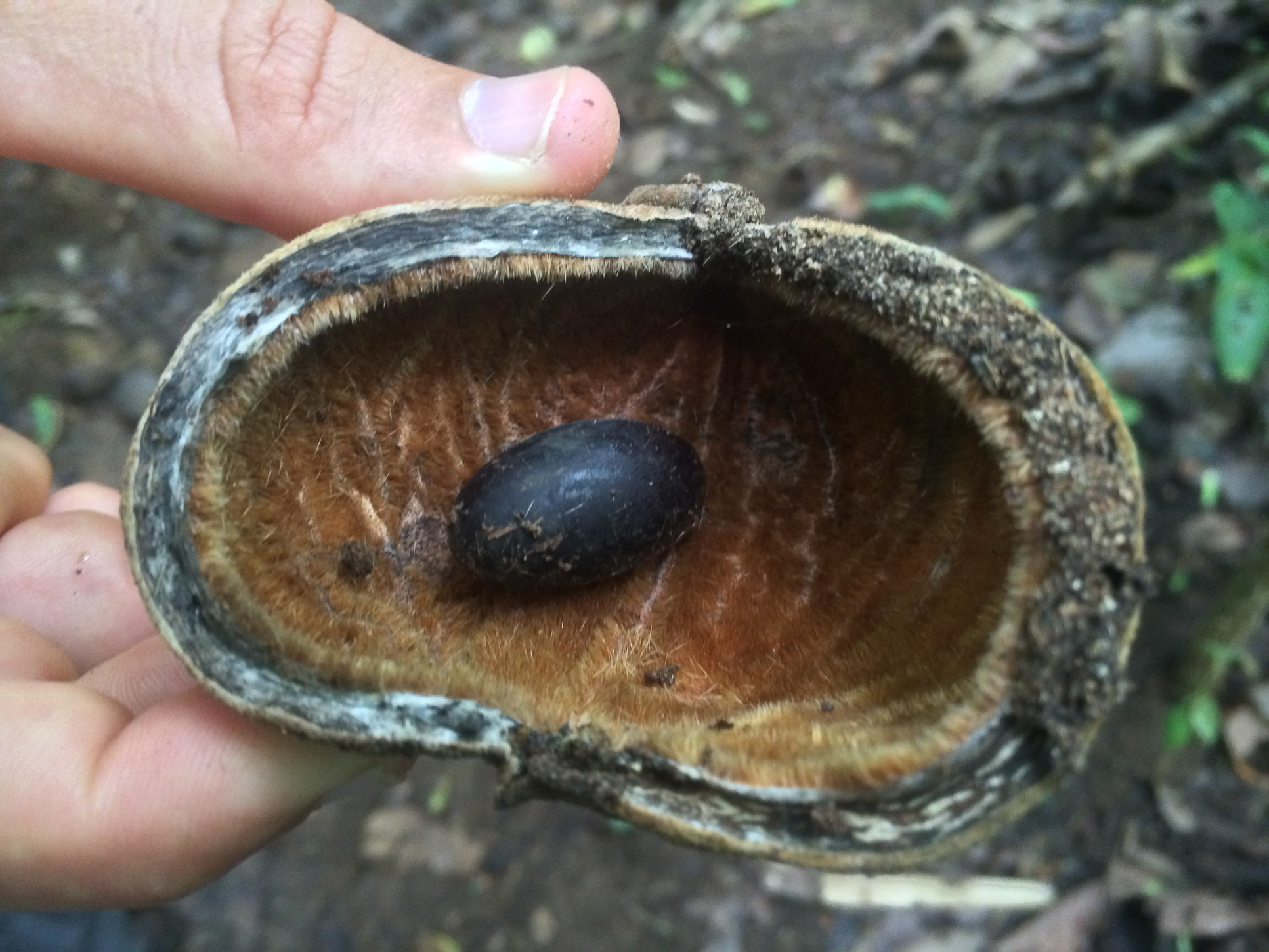 guanacaste seed samara trails hike 6.jpg