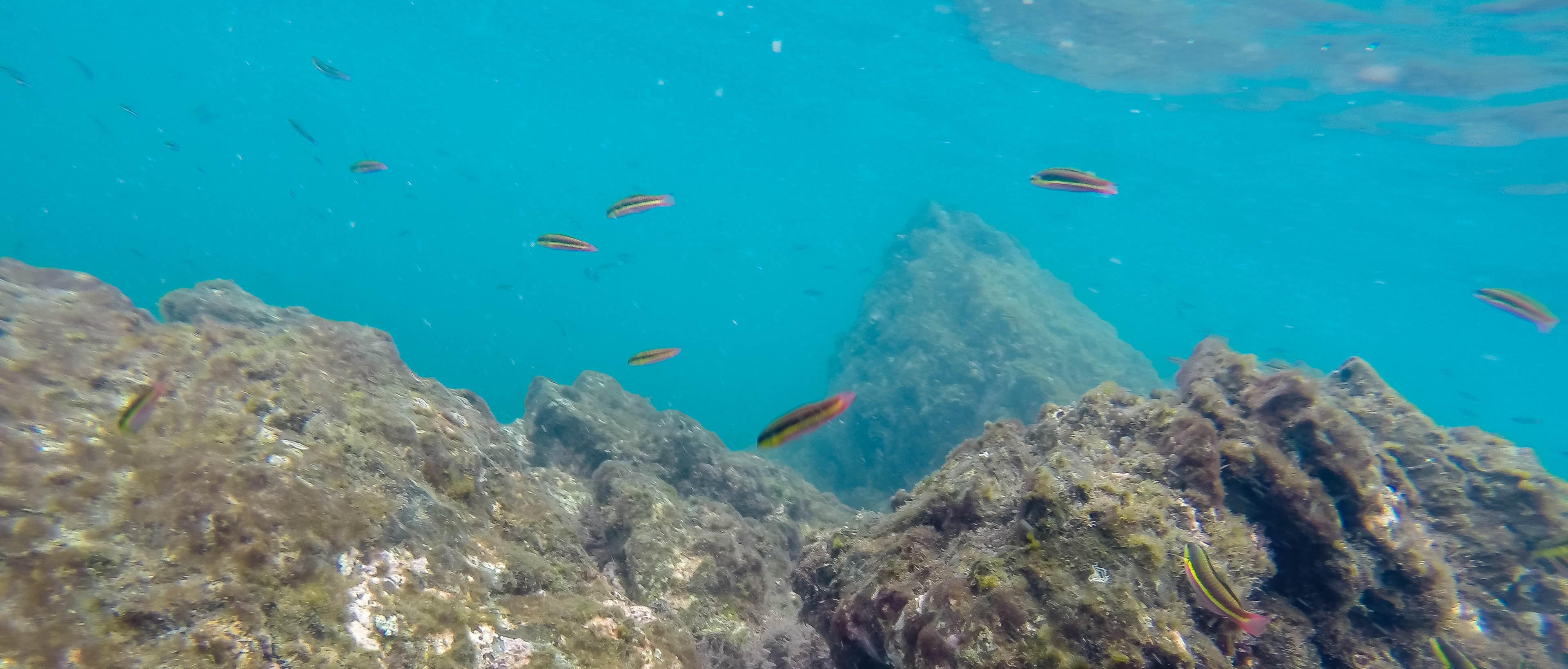 cortez rainbow wrasse school tortuga 9.jpg