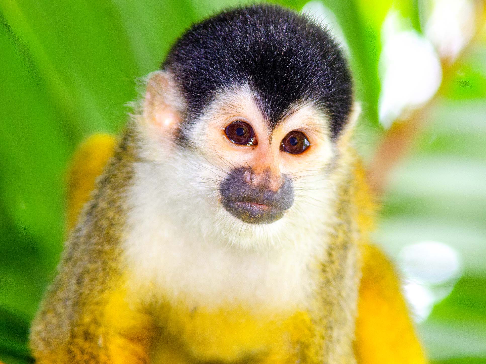 Squirrel Monkey Face Closeup