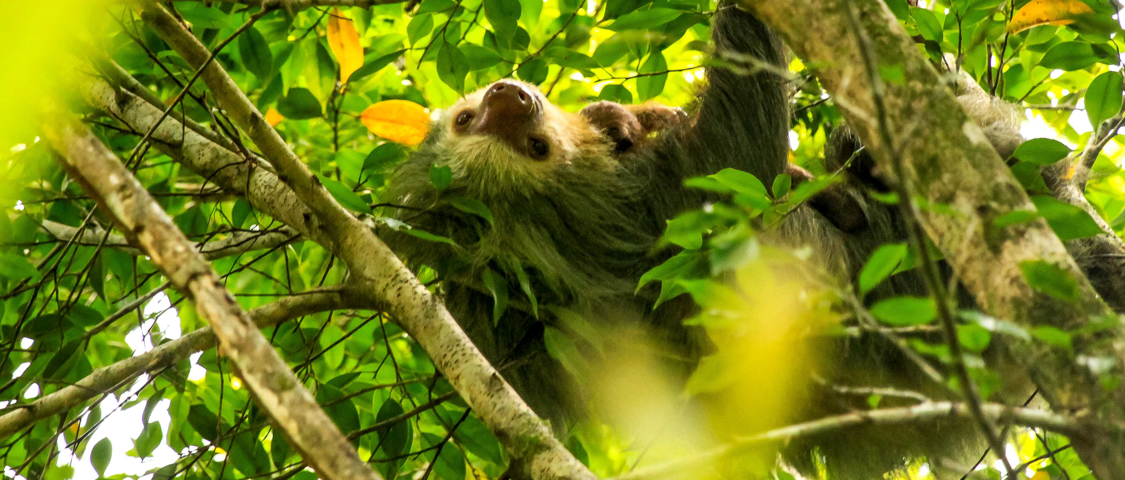 Two toed sloth and its baby hanging upside down in a tree 