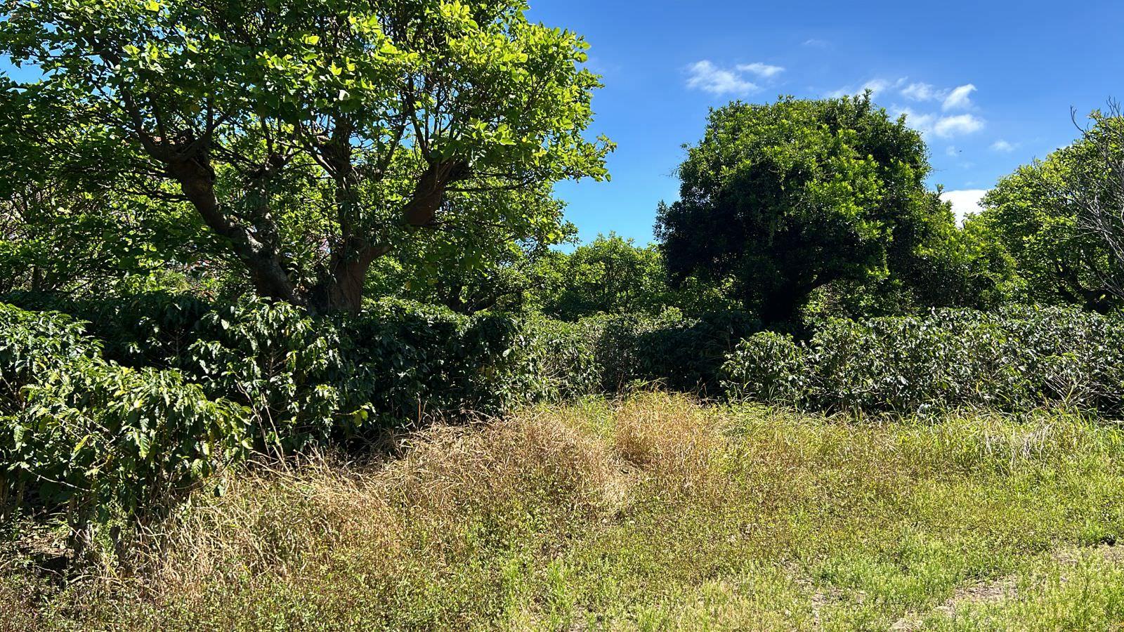 coffee estate construction site in santo domingo view 004.jpeg