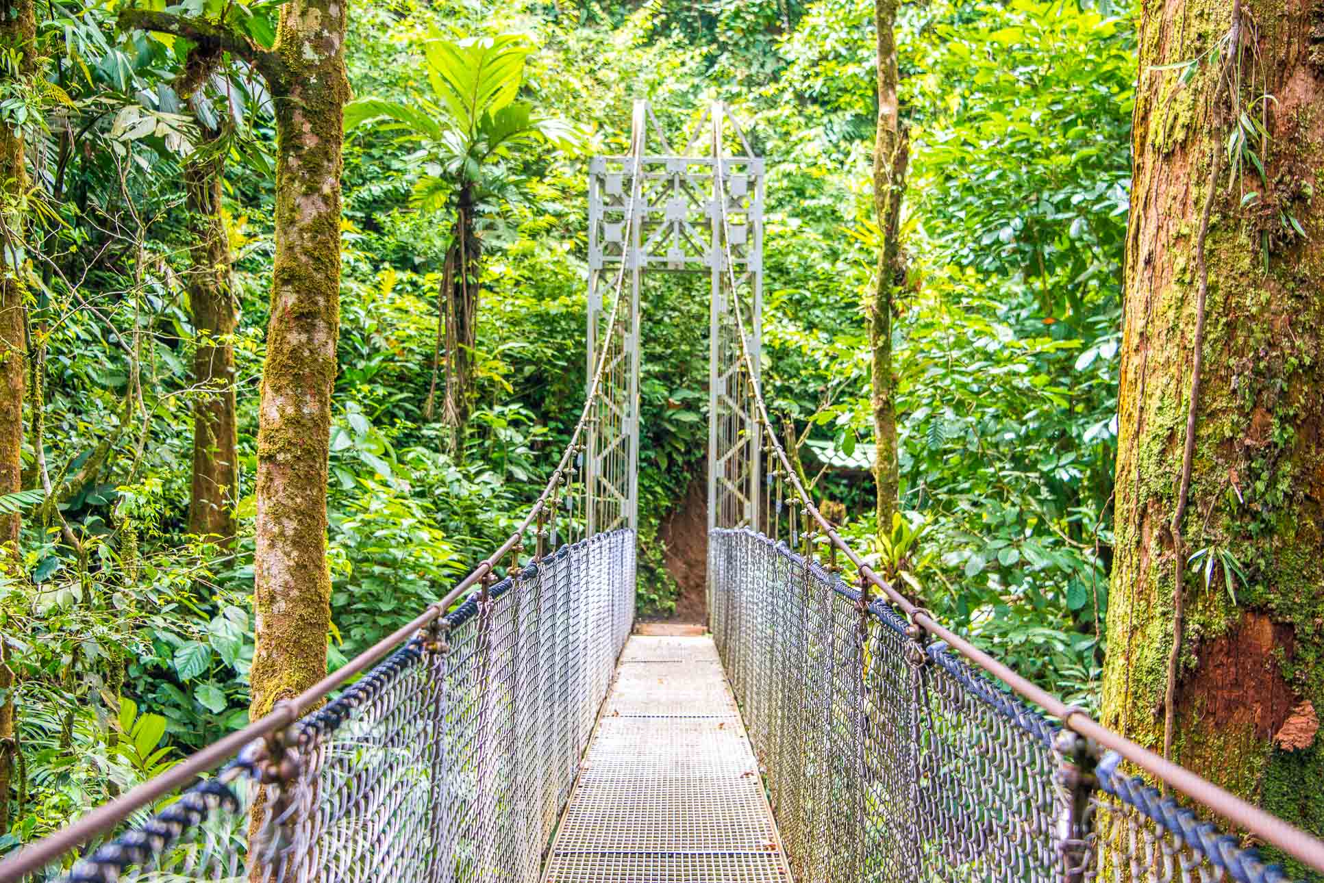 Suspension Bridge Hanging Bridges Mistico Park