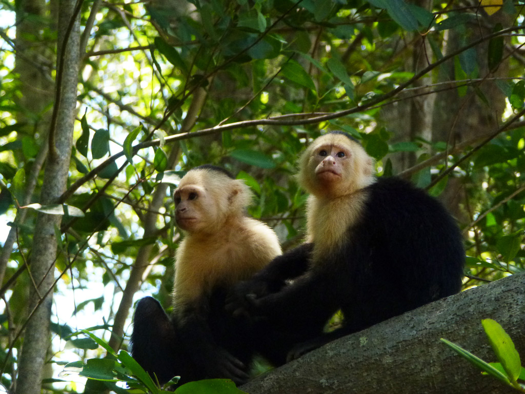 White-faced monkeys near a tour boat in Damas Island