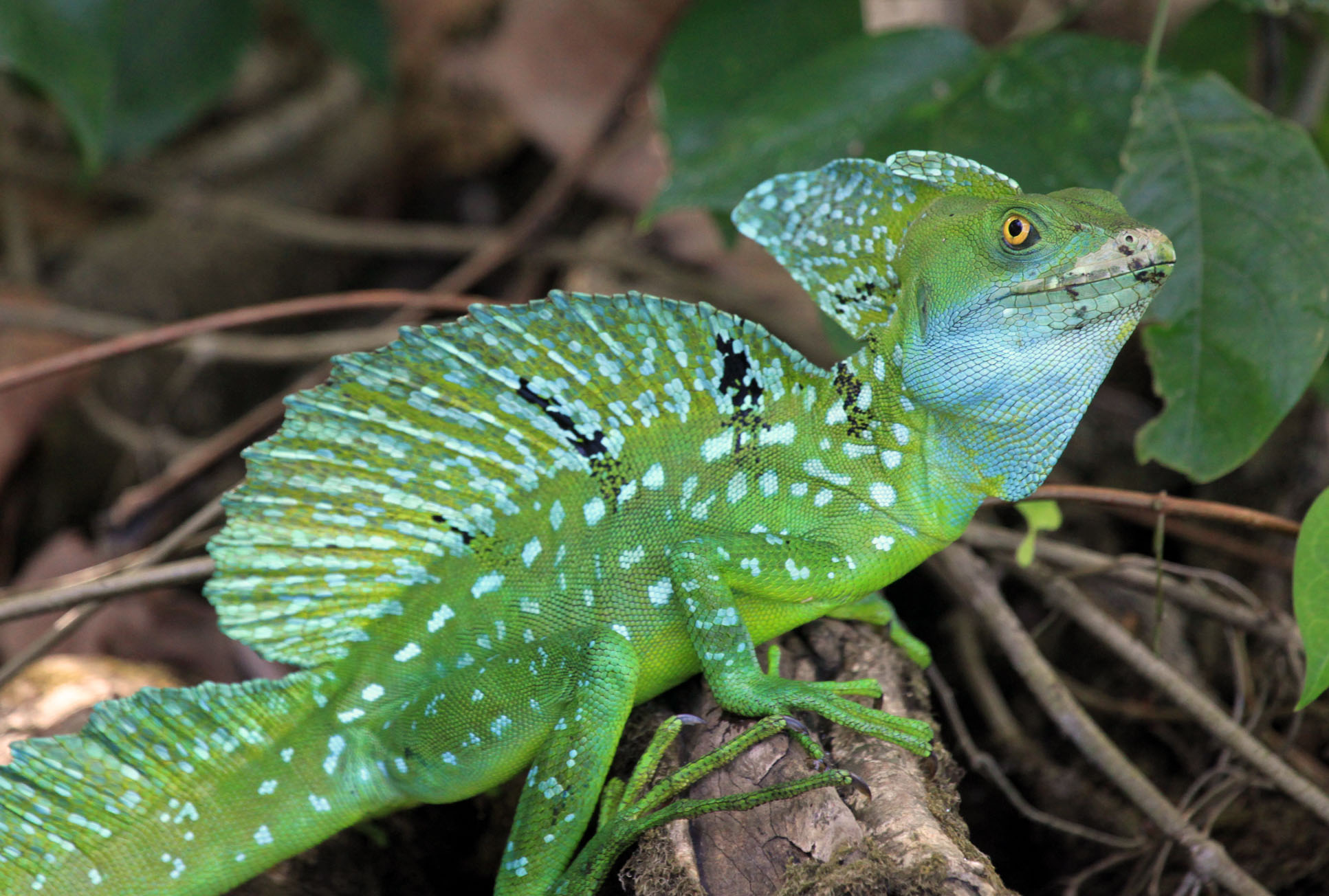 tortuguero in pictures emerald basilisk 19.jpg