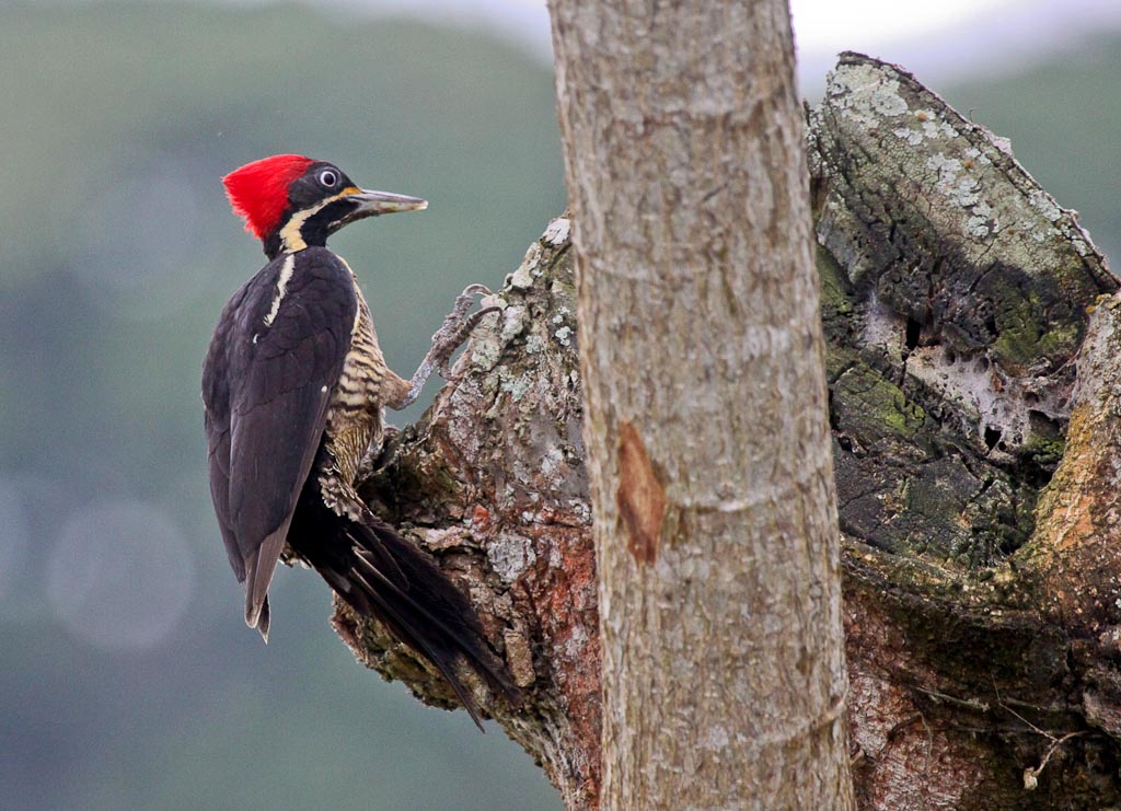 Lineated Woodpecker Searching for Food in Frio River