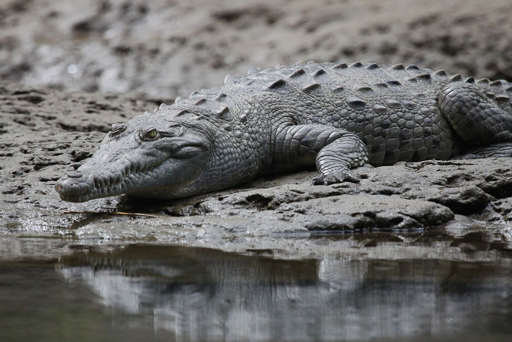 American Crocodile Resting on a Log