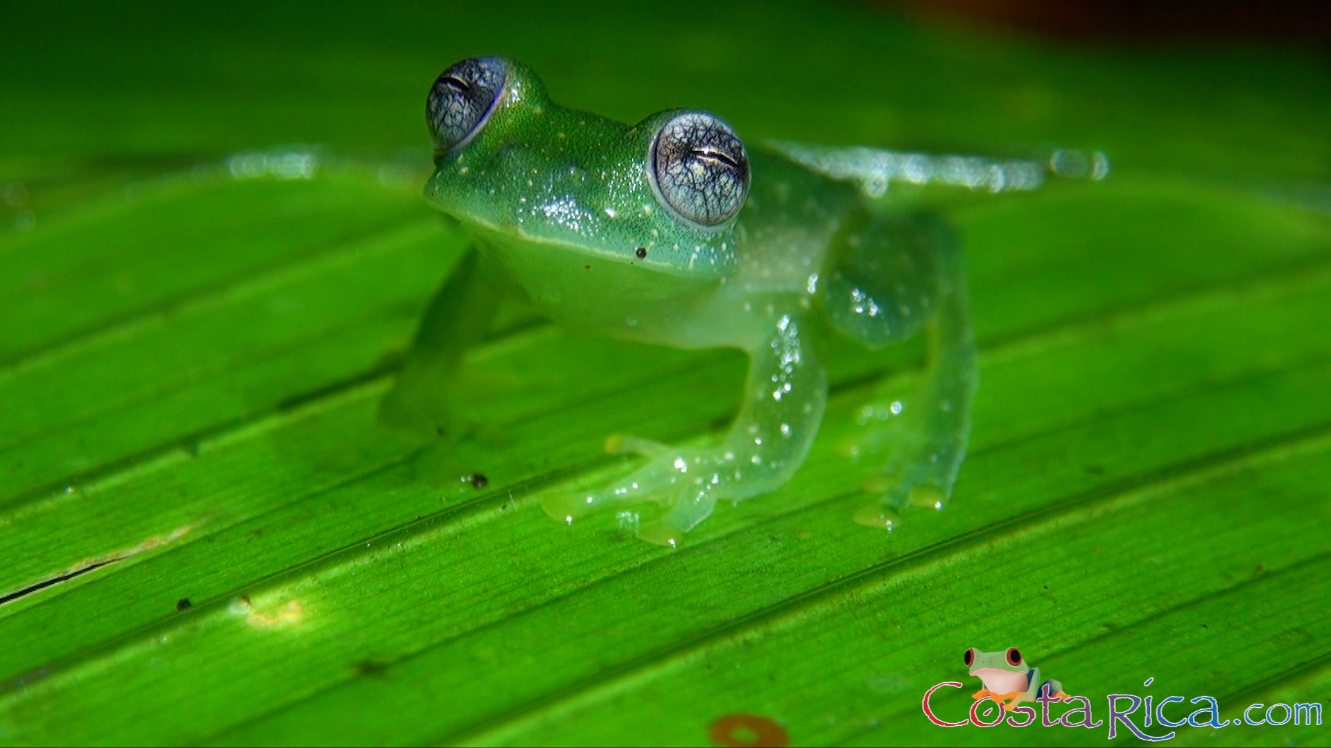 dusty glass frog.png