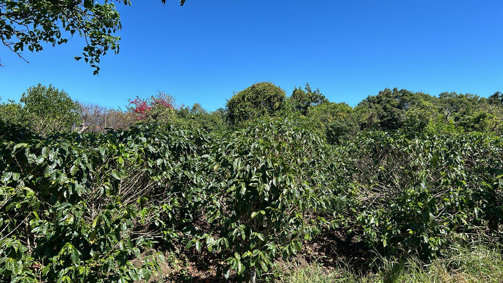 coffee estate construction site in santo domingo view 005.jpeg