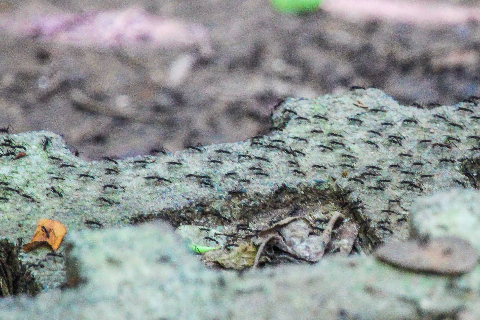 Ants On Steps Cabo Blanco Reserve