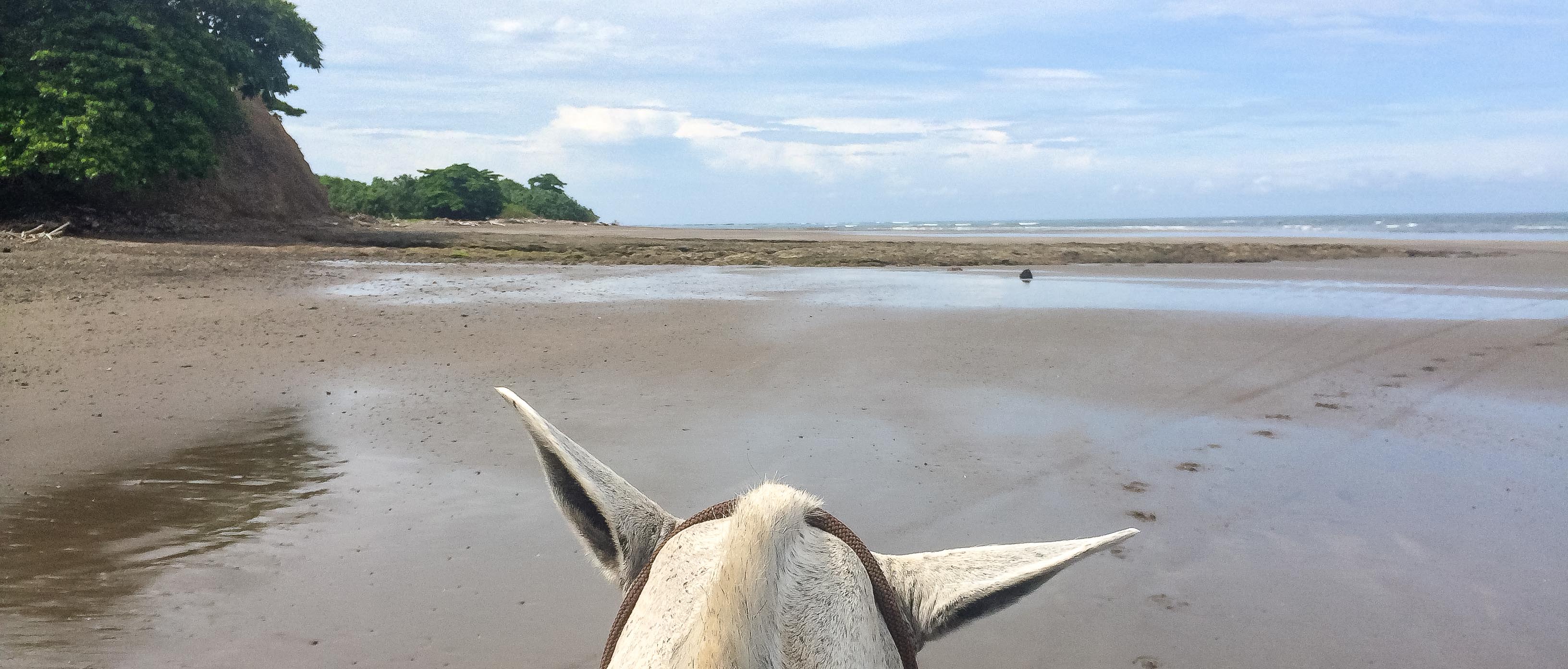 Horse Ears On Ario Beach