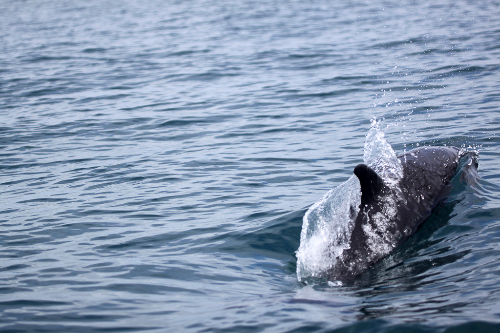 dominical surf dive snorkel dolphin 3.jpg