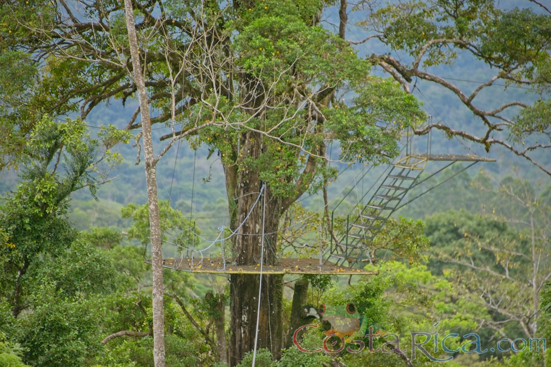 Tree Platform Of Blue River Zipline Rincon De La Vieja