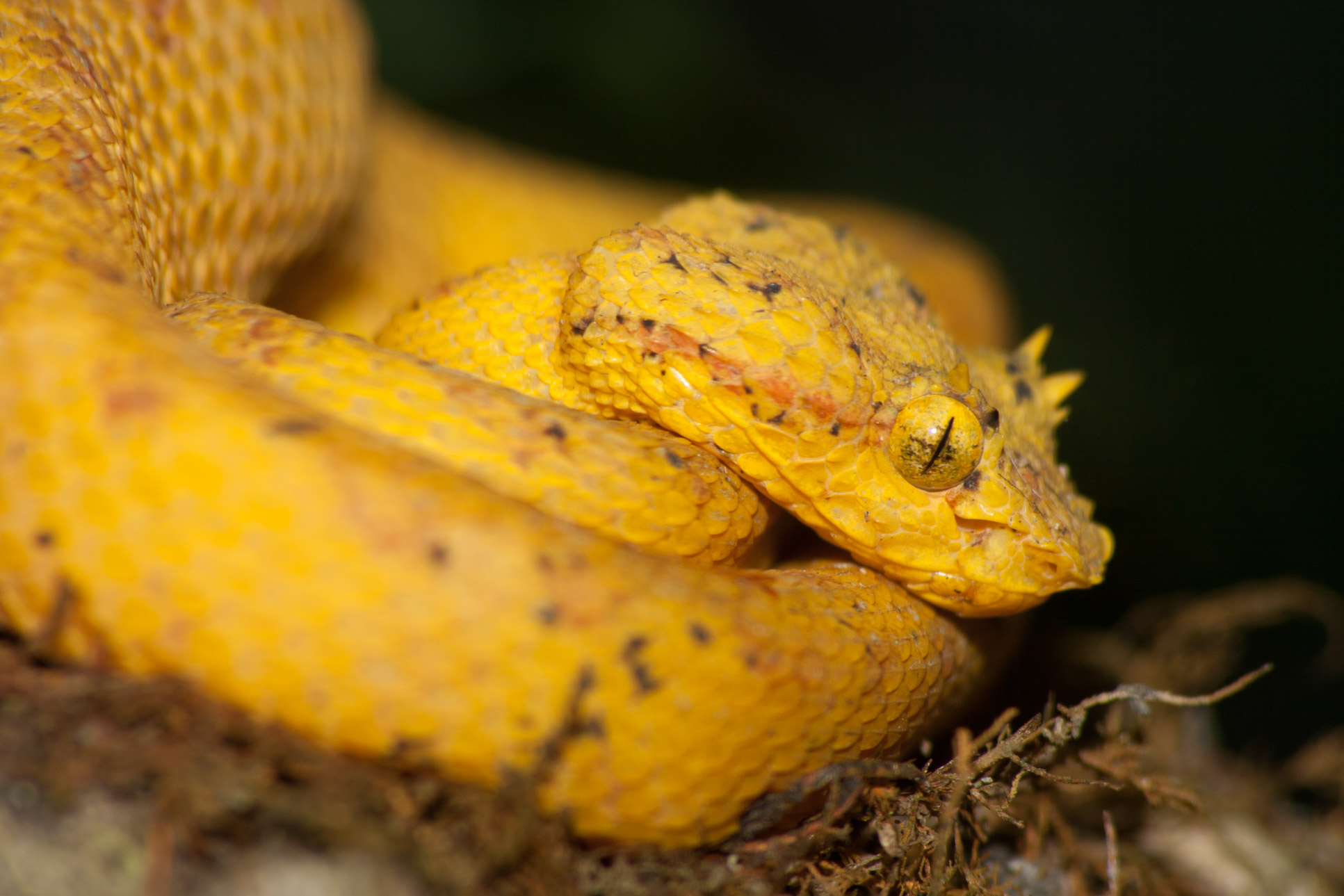 yellow pit viper monteverde 21.jpg
