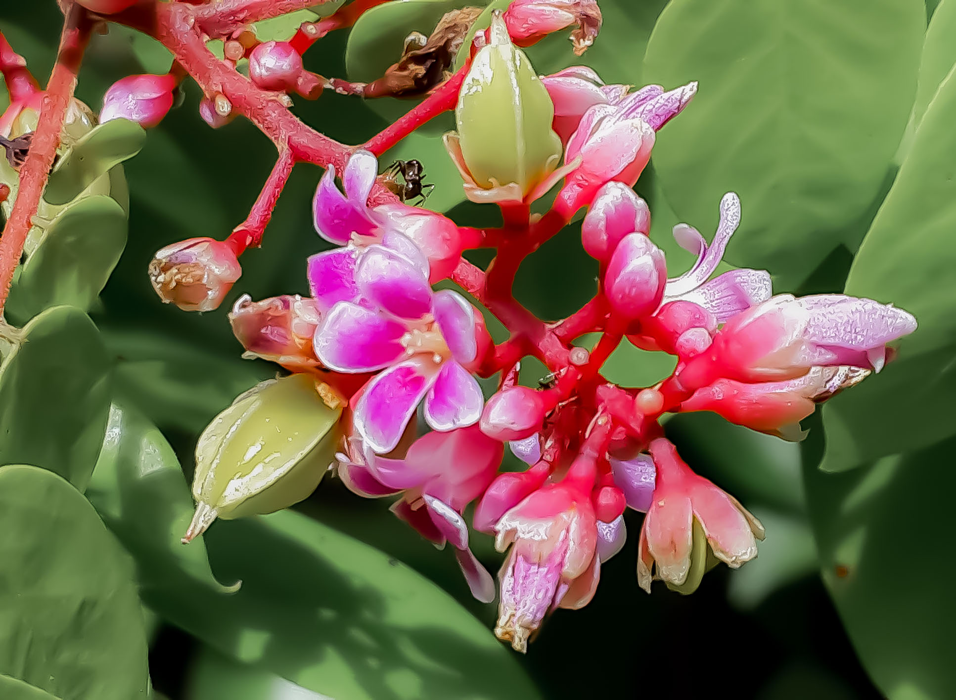 Starfruit Flowers Finca Kobo Chocolate Tour