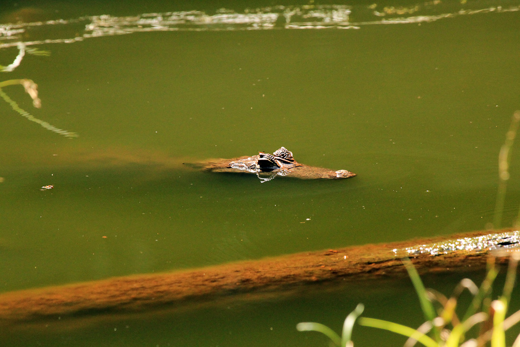 gandoca manzanillo wildlife refuge caiman 6.jpg