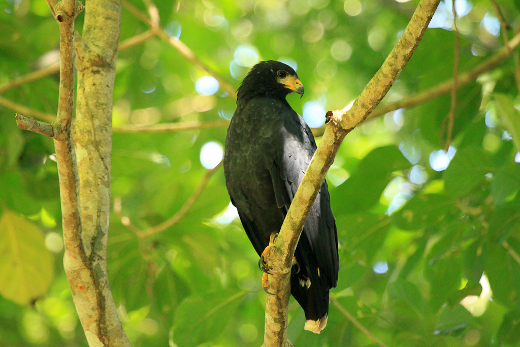 Common black hawk perching in a tree