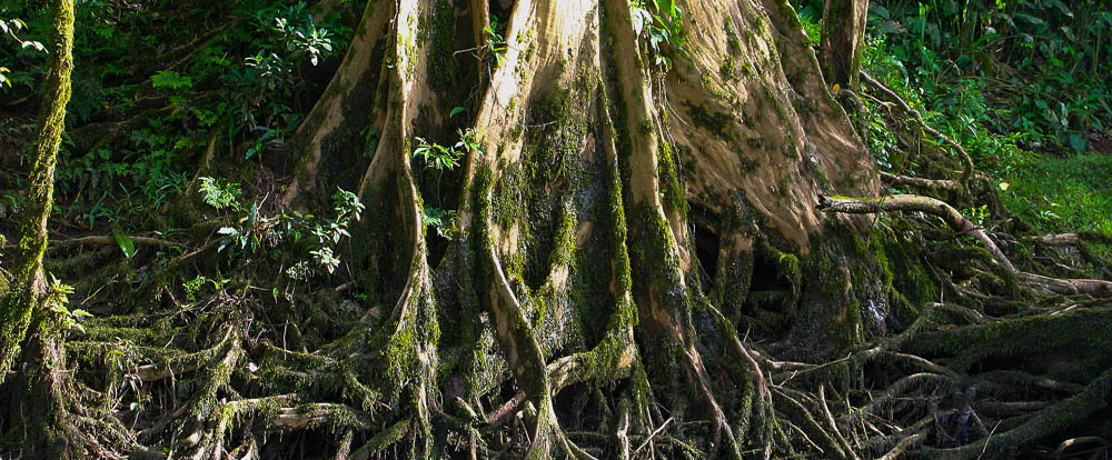 Tree Roots on the Sarapiqui River