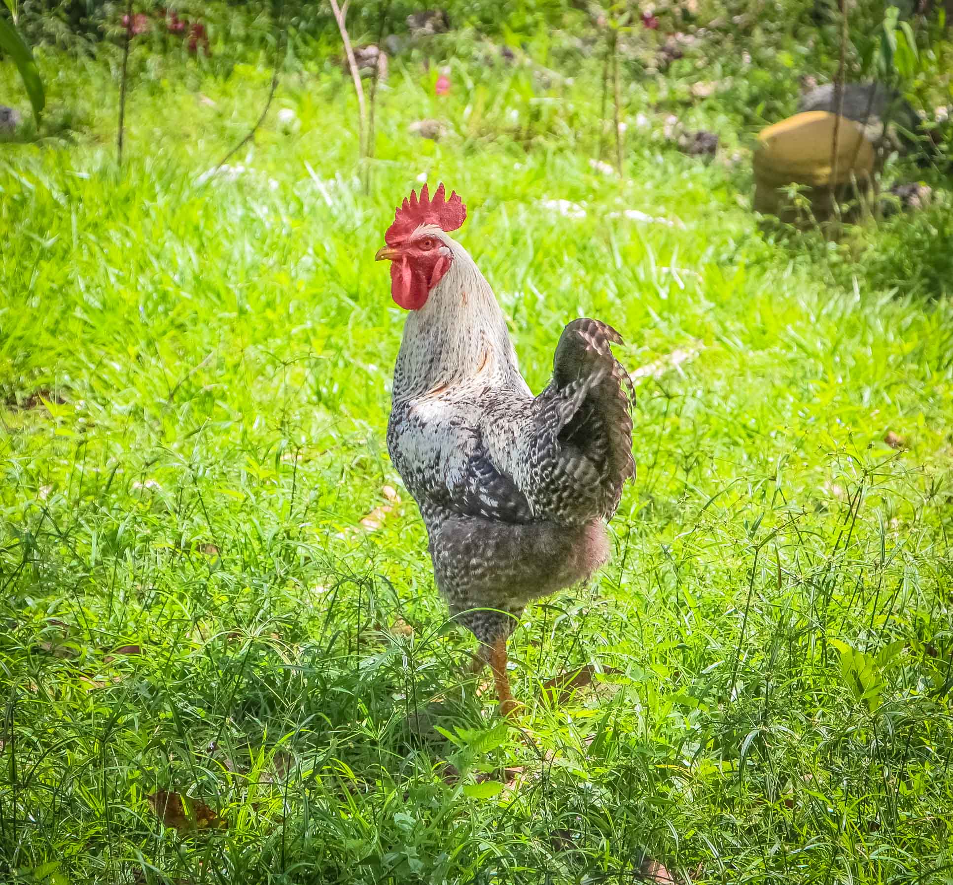 Ruster At Rancho Tropical