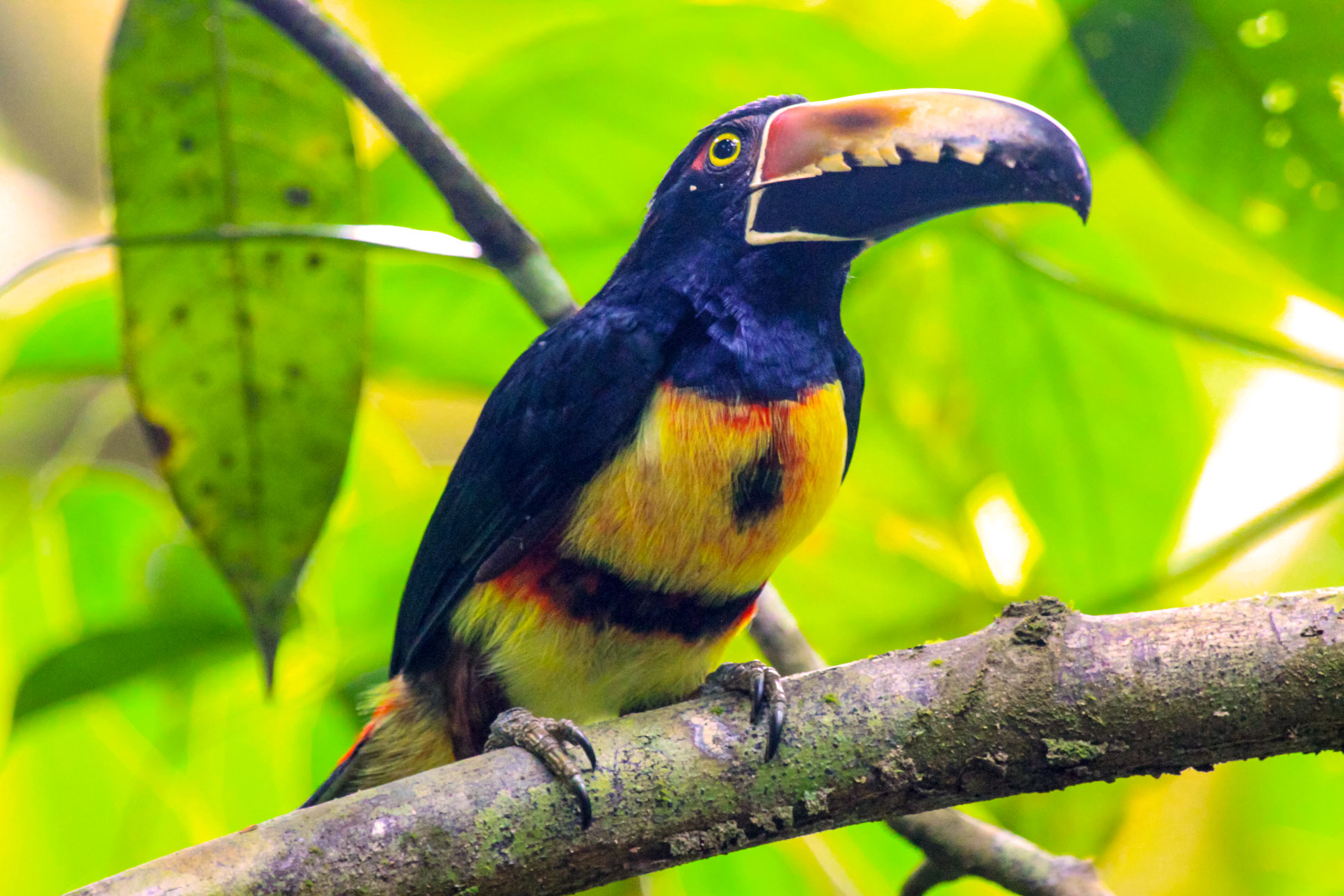 Pachira Lodge Collared Aracari Tortuguero