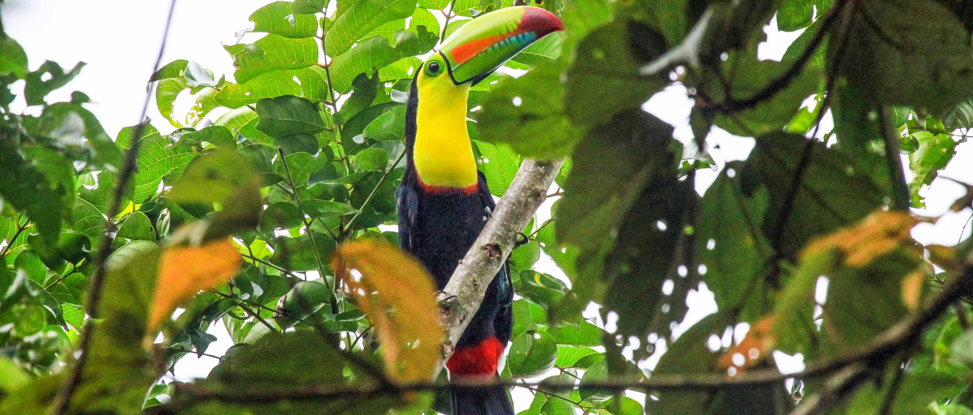 Keel billed toucan perching in a tree