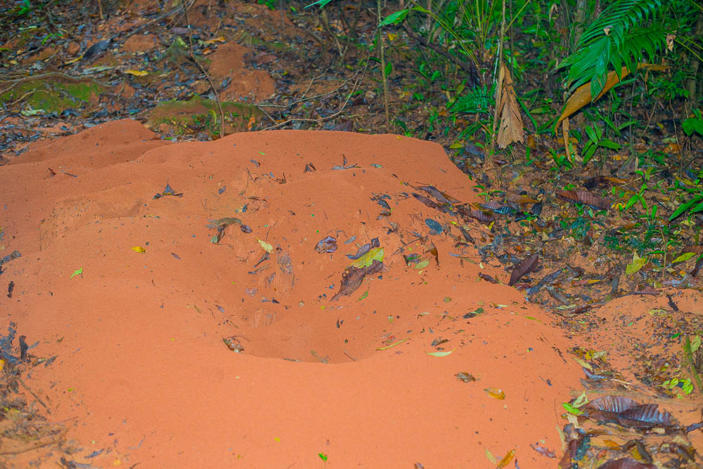 Leaf Cutter Ant Home In Los Patos Trail