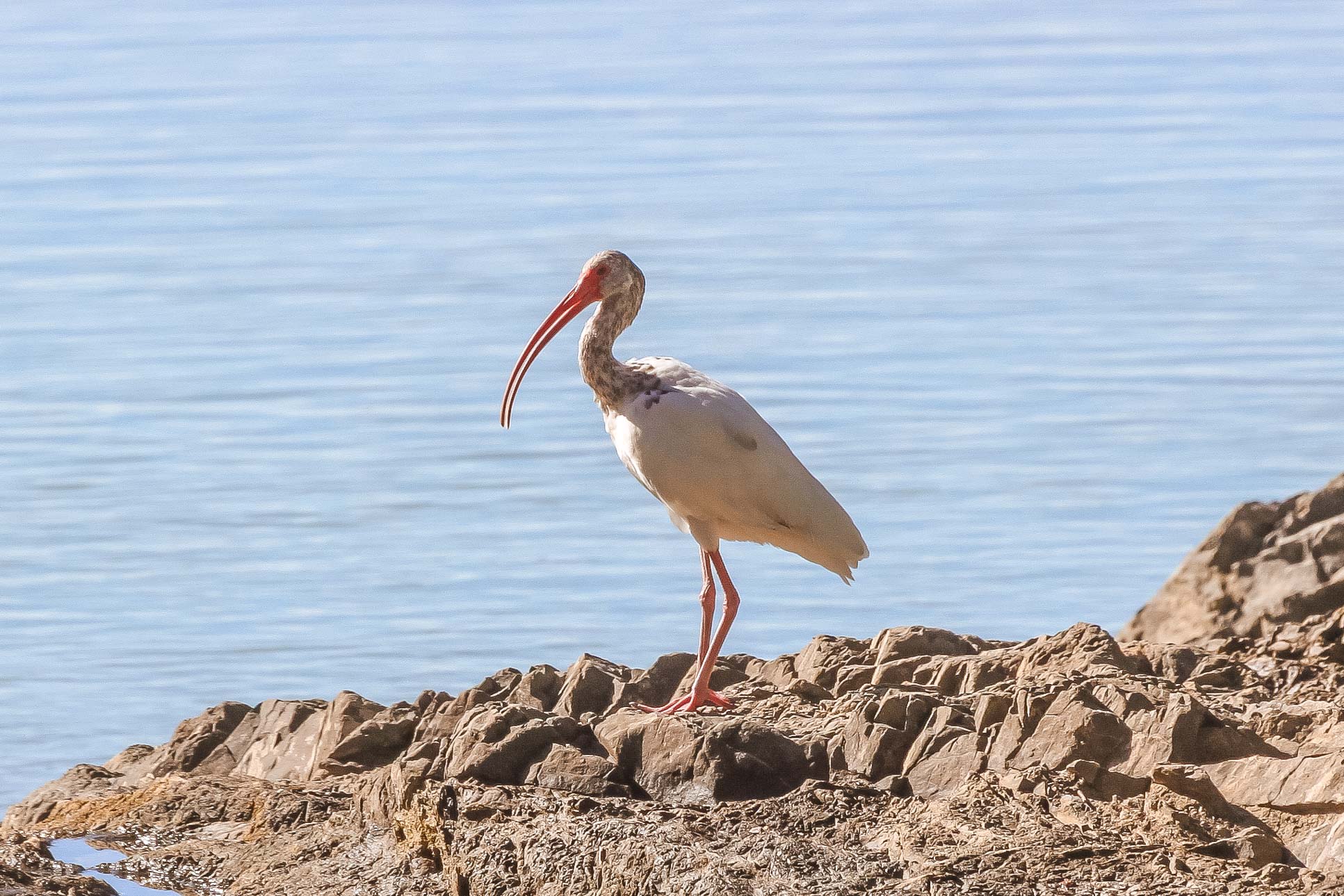 Ibis On Lajas Rivermouth