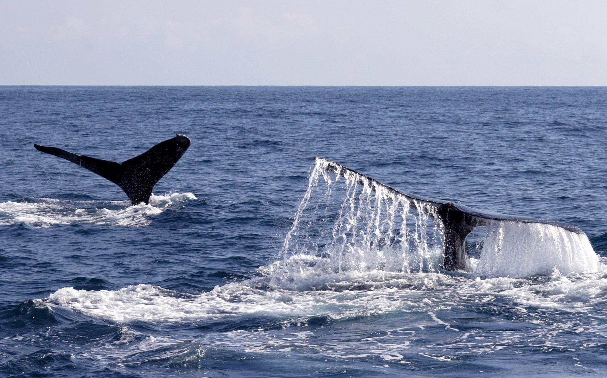 whale tails above sea 5.jpg