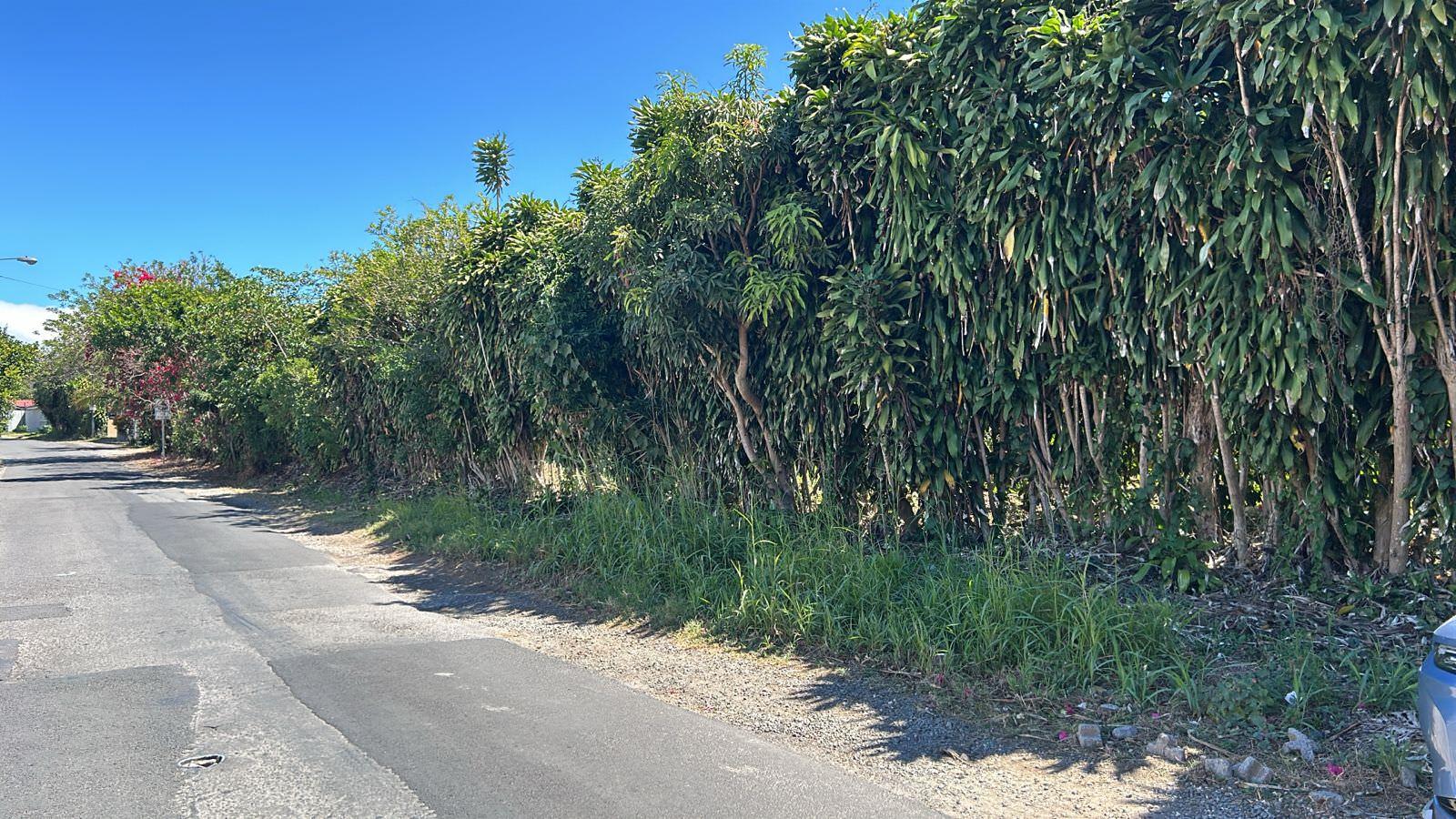 coffee estate construction site in santo domingo view 006.jpeg