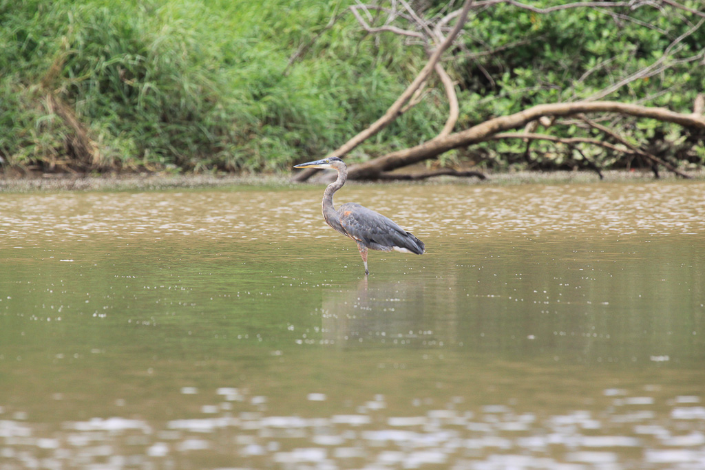 Gray Bird In The Tarcoles River