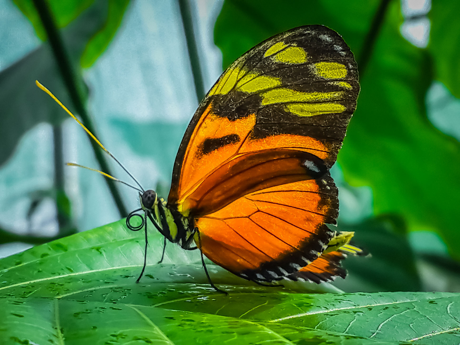 Heliconius Ismenius Tiger Vertical View Las Palmas Butterfly Garden