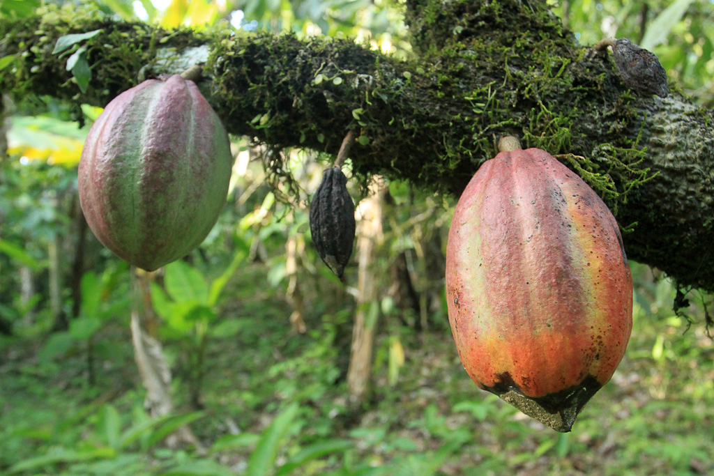 Ripe cacao fruit growing among an abandoned farm inside the Kekoldi Reservation