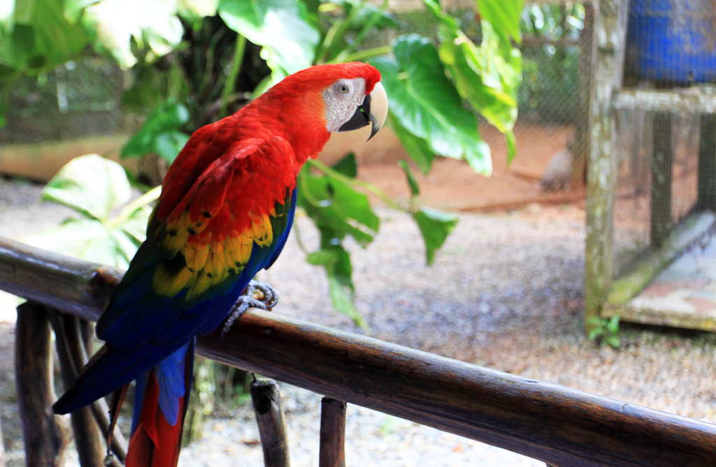 nauyaca waterfalls macaw 3.jpg
