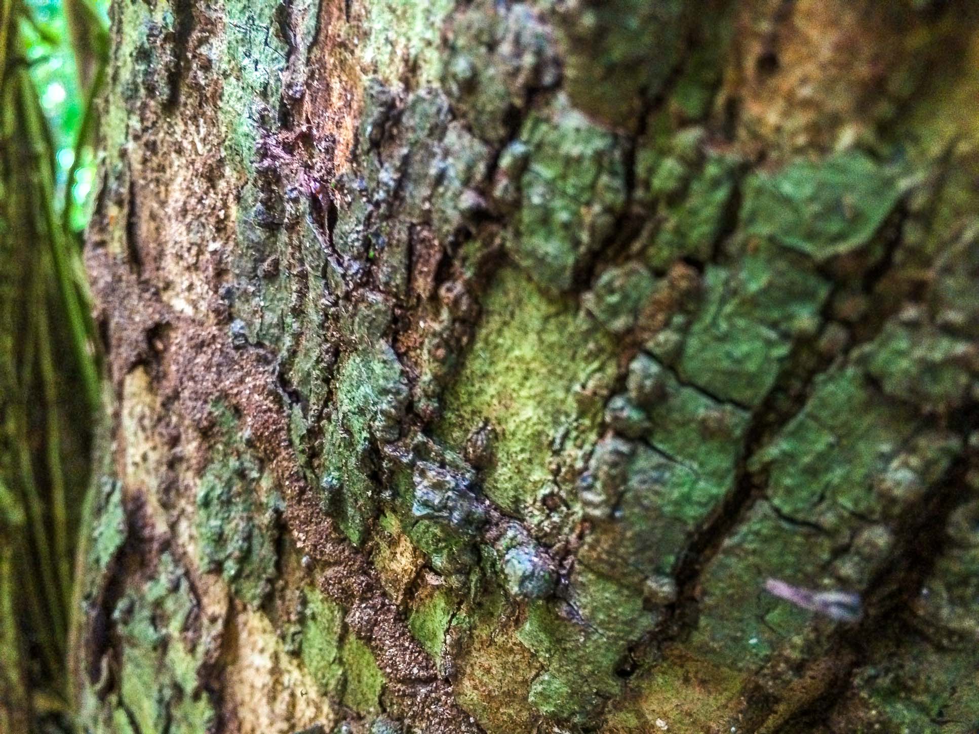 Tree Bark Cabo Blanco Reserve