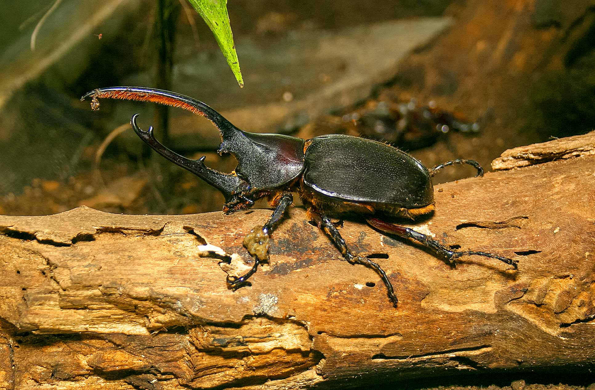 Hercules Beetle On Trunk Monteverde