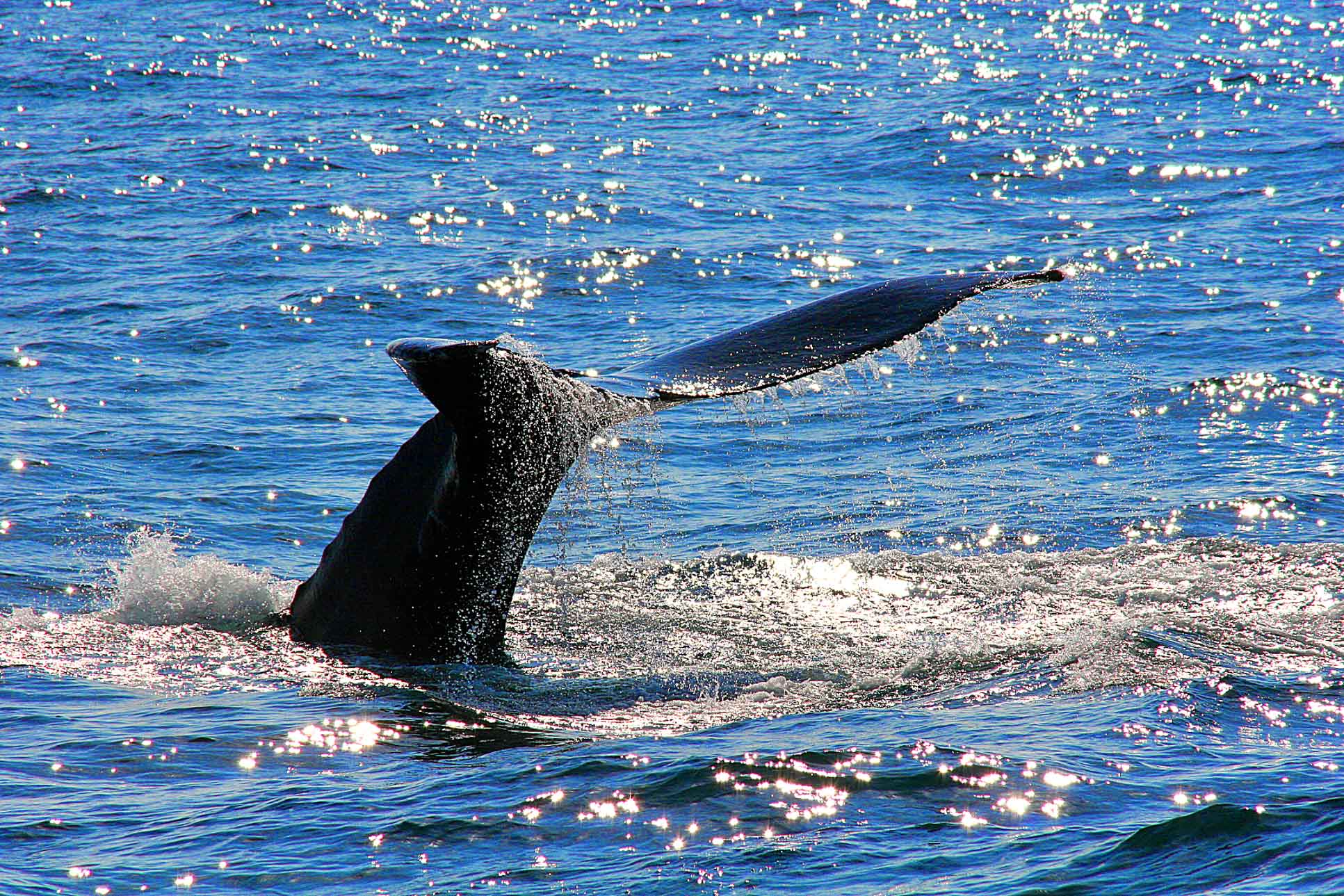 whale tails above sea 2.jpg