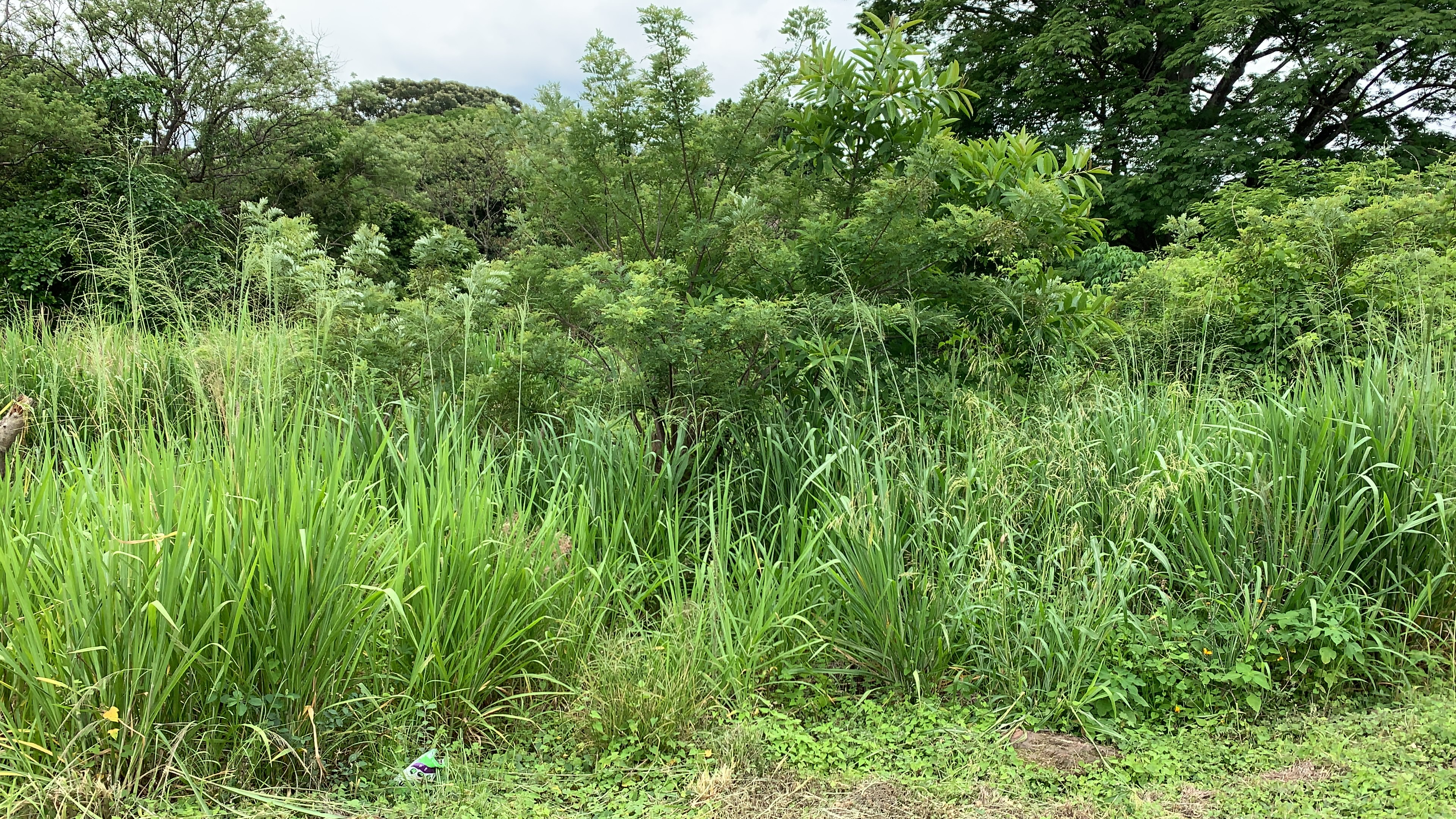 prairie land for creative development view 004.jpg