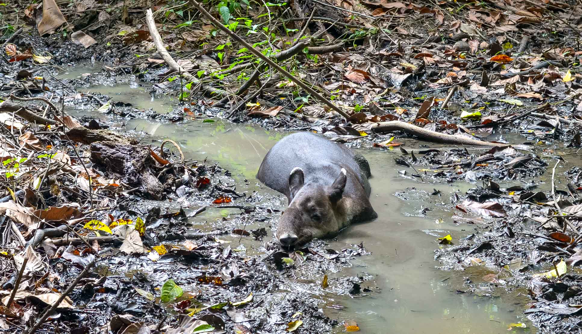Tapir Sirena Ranger Station Corcovado National Park