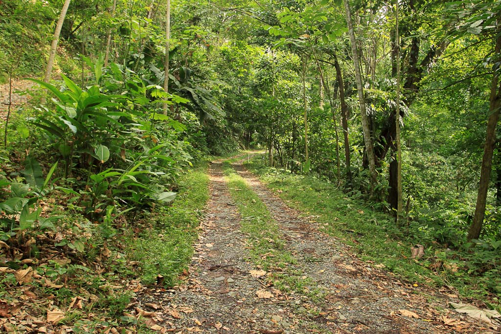 caribeans road inside cacao farm 5.jpg