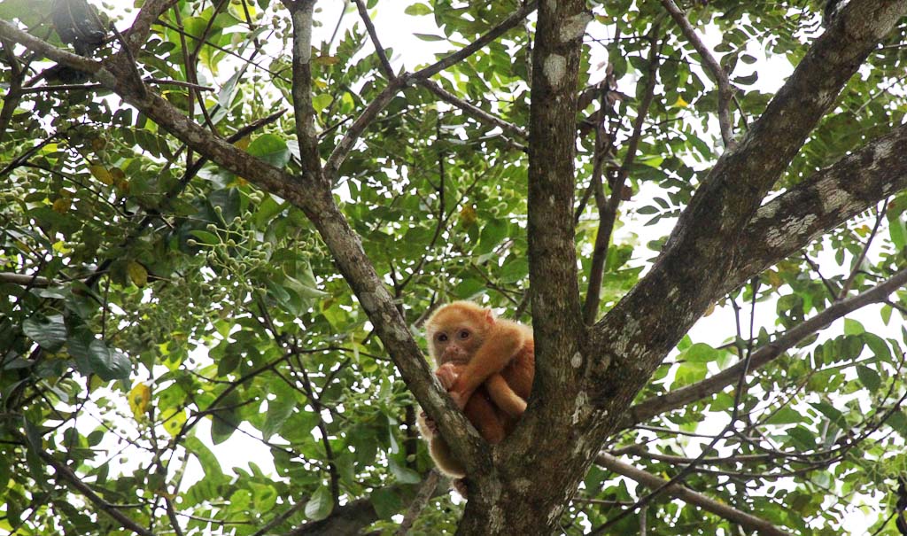 Albino Howler Monkey, Which Appears Orange