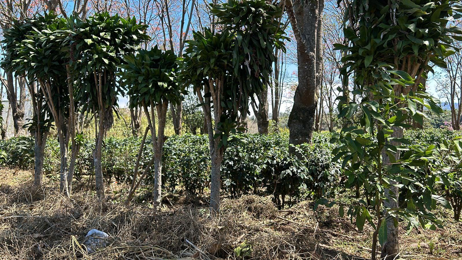 vacant lot under protected zone for development on route 32 san jose view 005.jpeg