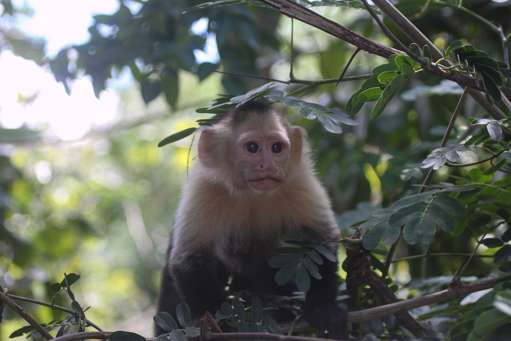 capuchin hides in trees 3.jpg