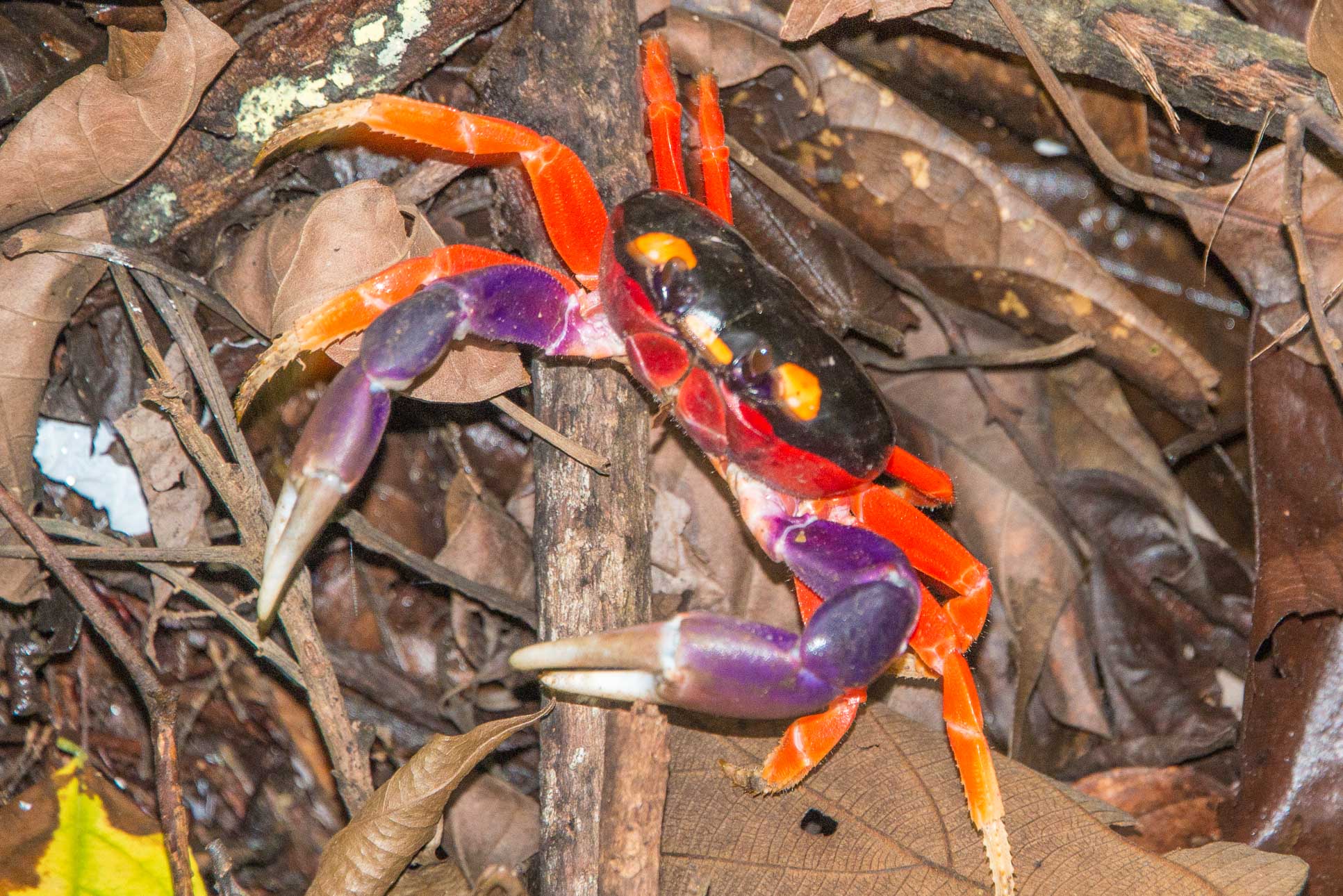 Los Congos Trail Manuel Antonio National Park Crab