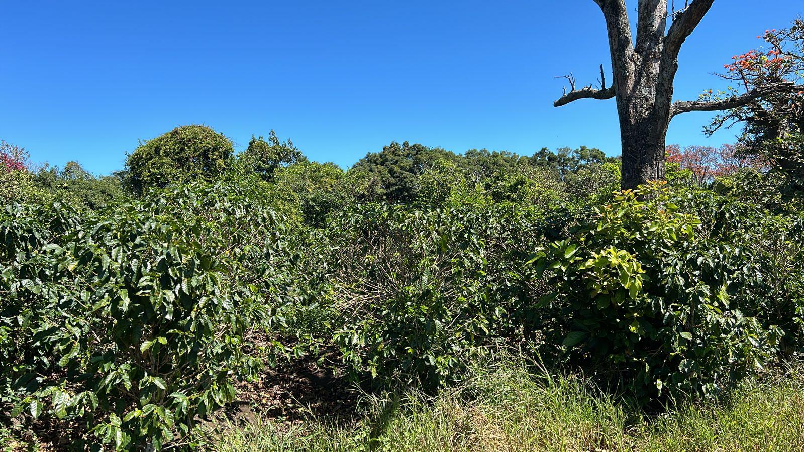 coffee estate construction site in santo domingo view 003.jpeg