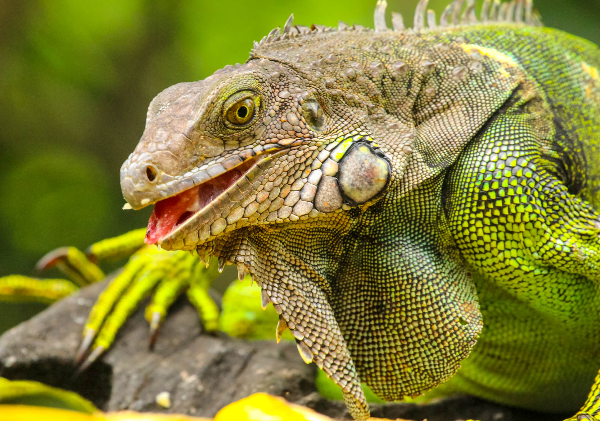 green iguana eating at gringo curts restaurant 47.jpg
