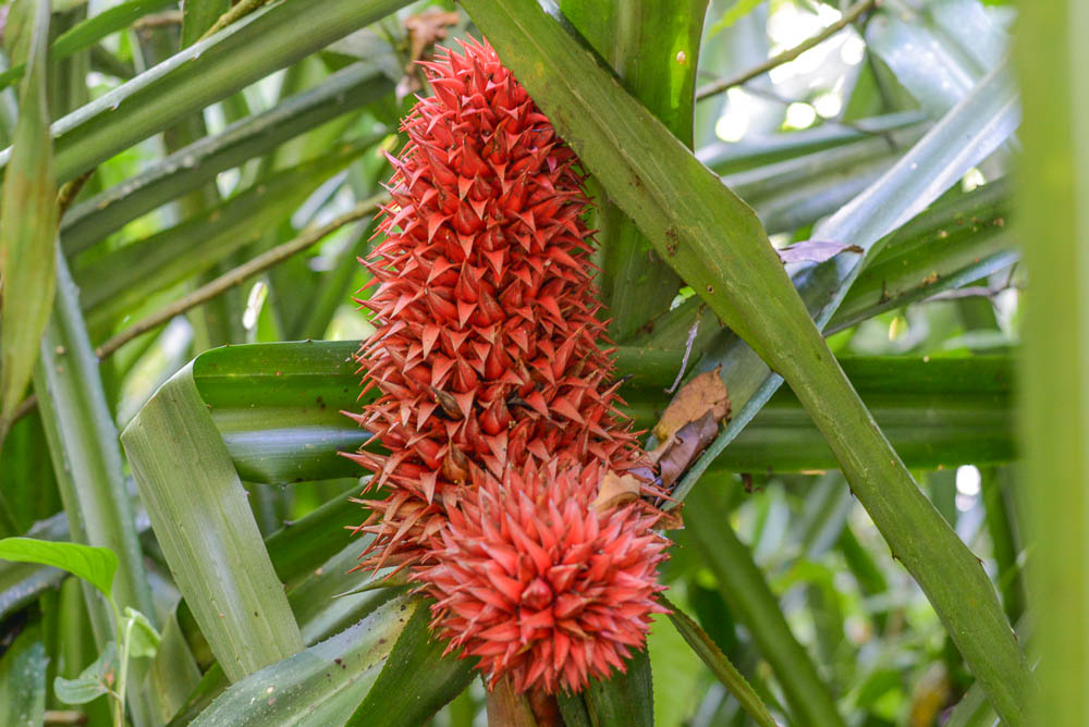 Flower On Rio Claro Trail Sirena Ranger Station Corcovado National Park