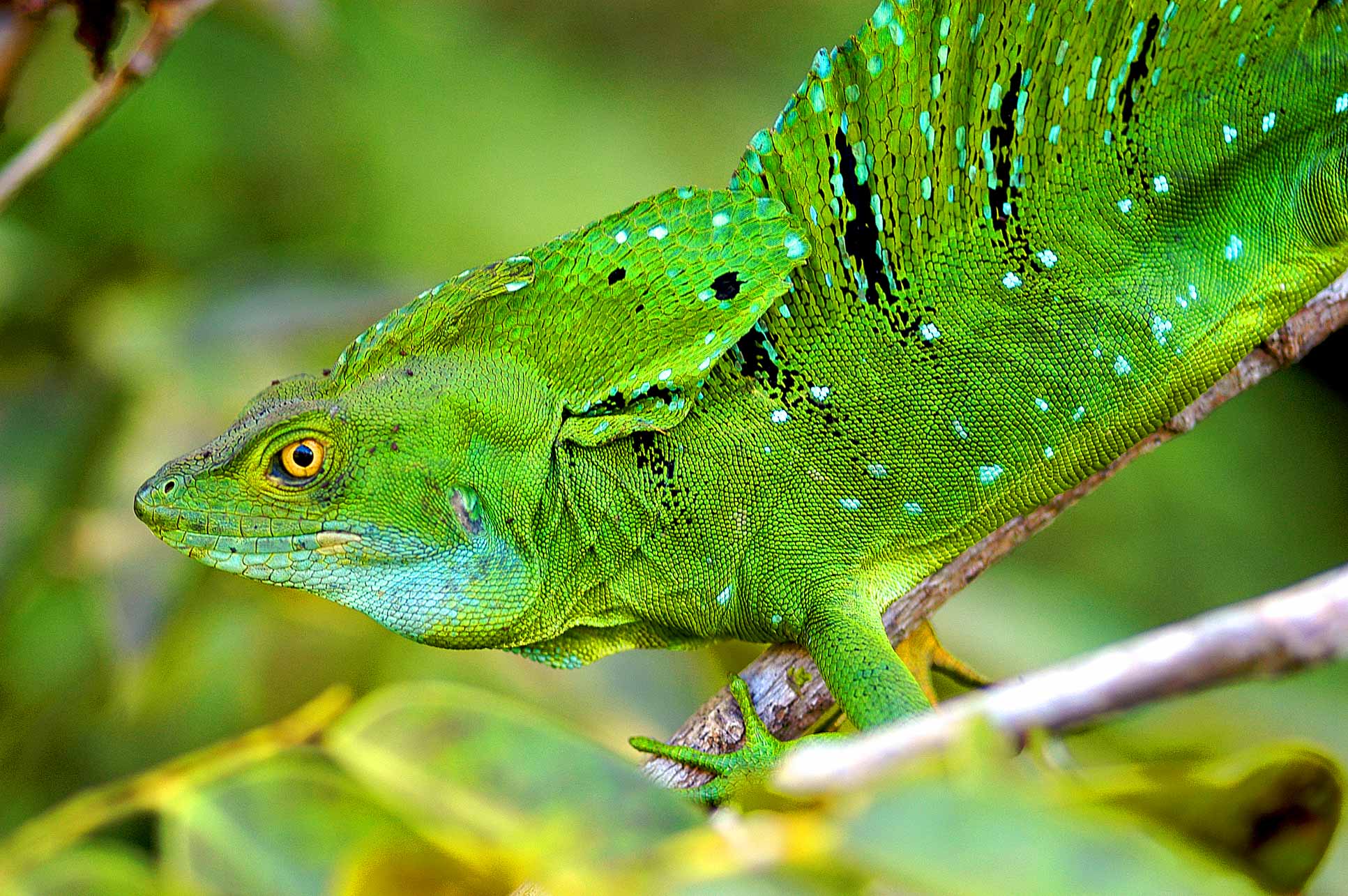 green basilisk basiliscus plumifrons tortuguero 3.jpg